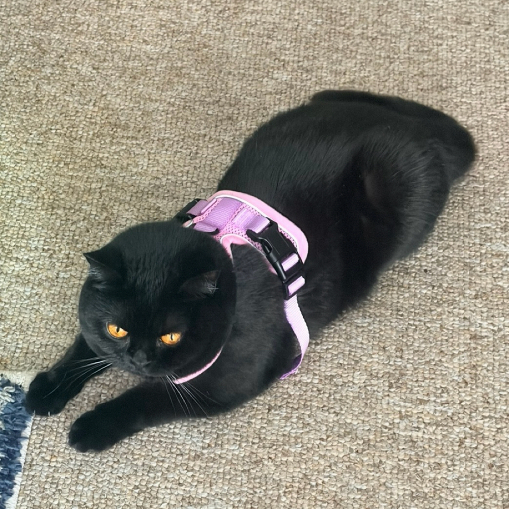 Cats- At Home Price (extra) at Laura Cleaning Service  LLC, in Sanford, ME
