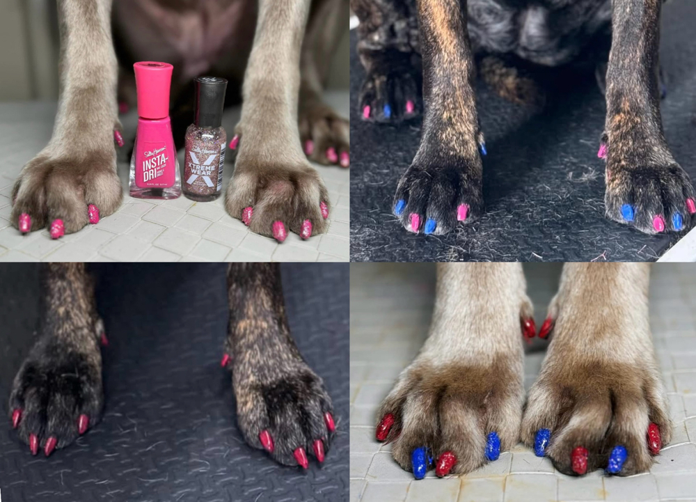ADD ON-Nail Painting 🐶💅 at Fur North Pet Spa in Minnesota, MN