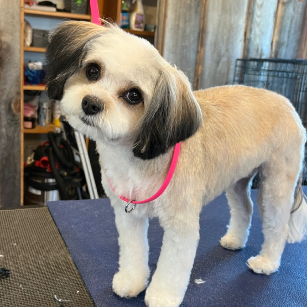 Full Haircut at Benny and Moes in Granby, CT