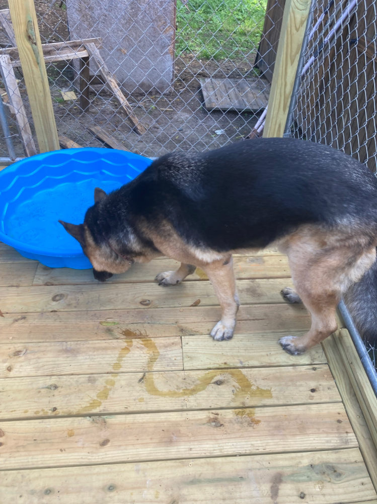 Full Groom 100+lbs 2 Dogs