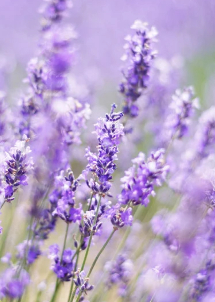 Foot Detox at Lavender Layne Head Spa in Carrollton, GA