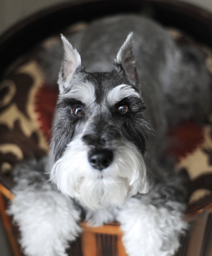 Schnauzer Standard - Touch up