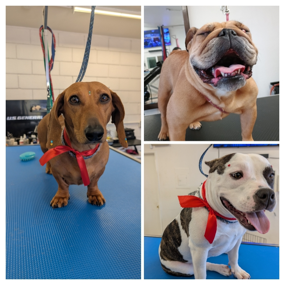 Short Hair Bath at Bien Perro Dog Grooming in San Diego, CA