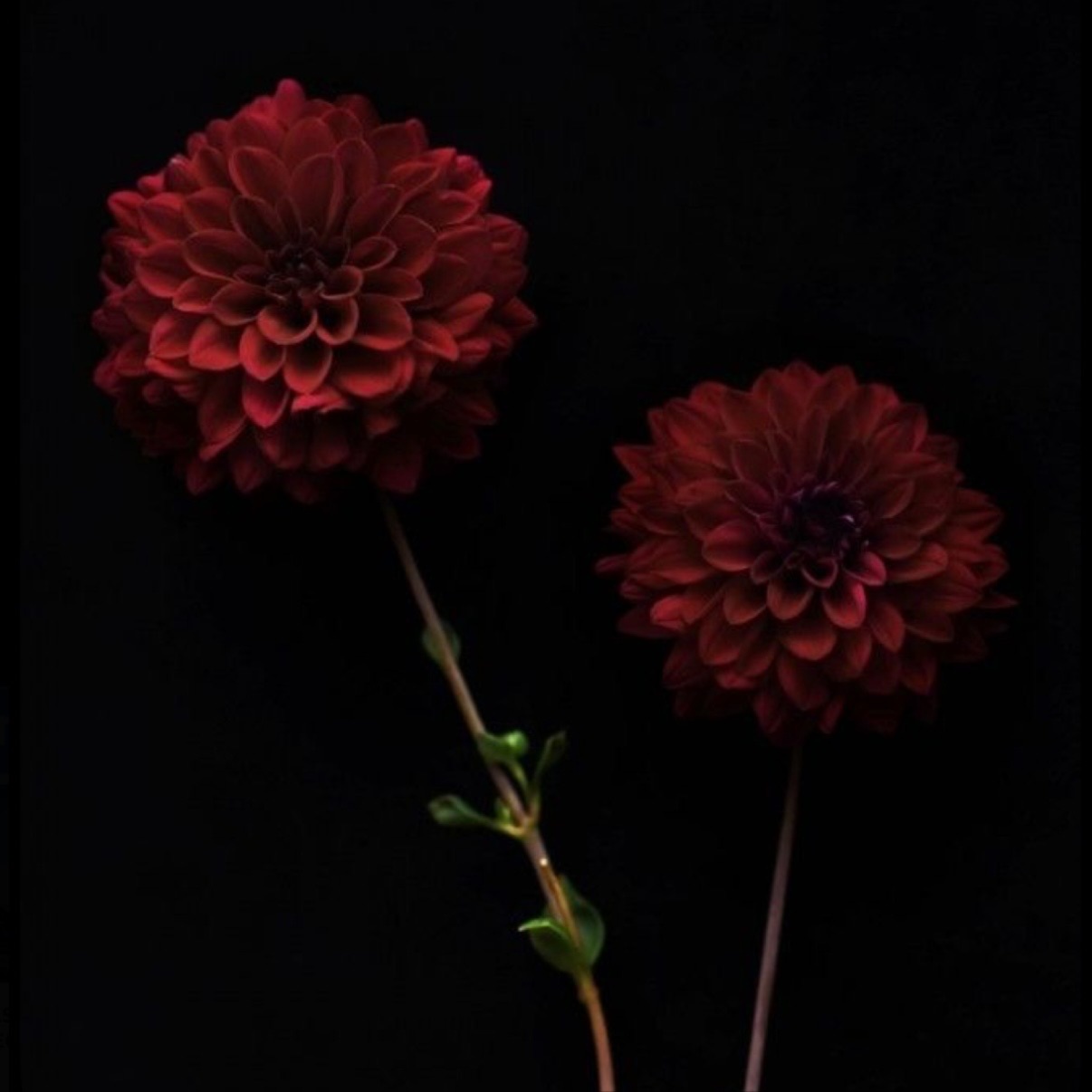 Deep Conditioning Treatment at JR Hair Co. in Lincoln, NE