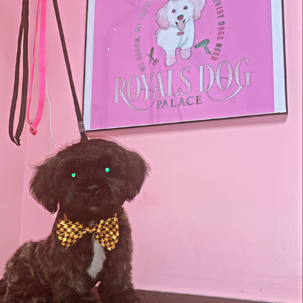 Royal Groom Package at Royals Dog Palace in Milwaukee, WI