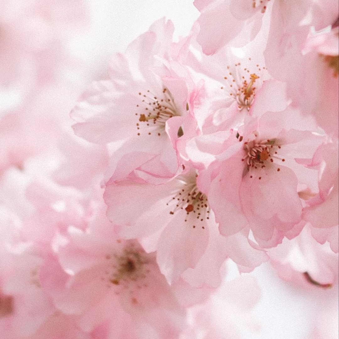 Cherry Blossom Facial at Skincare Factory in Tempe, AZ