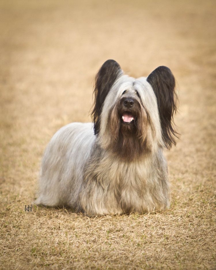 Sky Terrier - Haircut