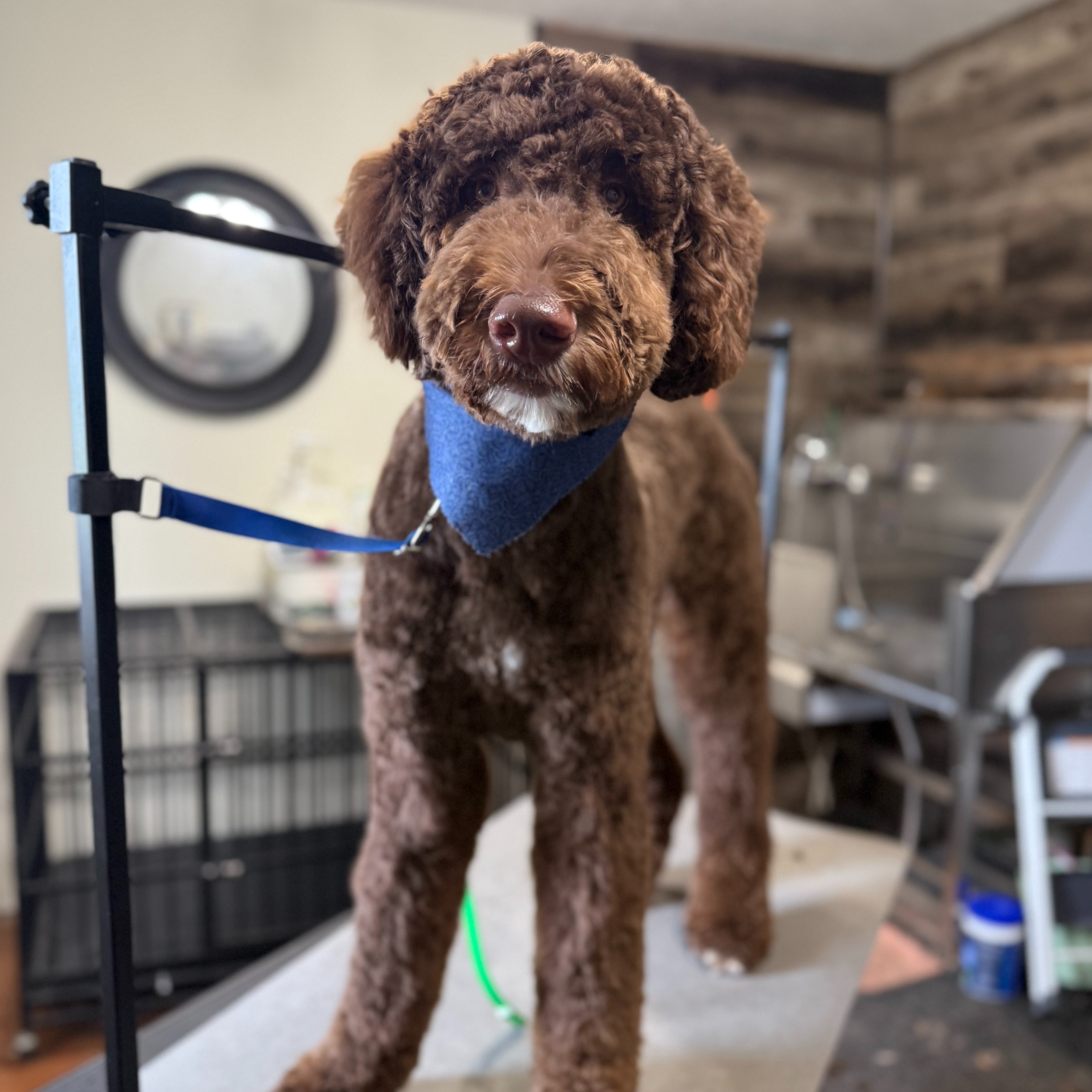 Standard Doodle/Poodle at Simply Pampered in Attica, IN