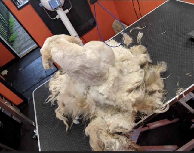 Dematting at Lexury Grooming in Maple Hts, OH