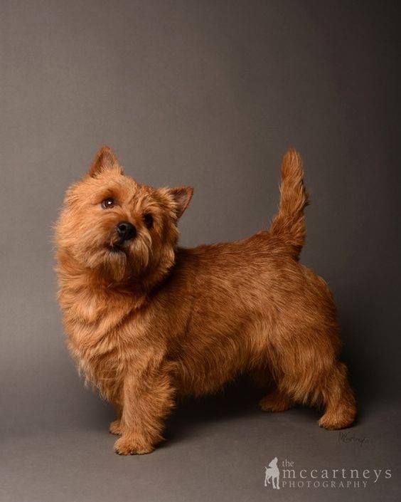 Cairn Terrier - Bath & Fluff