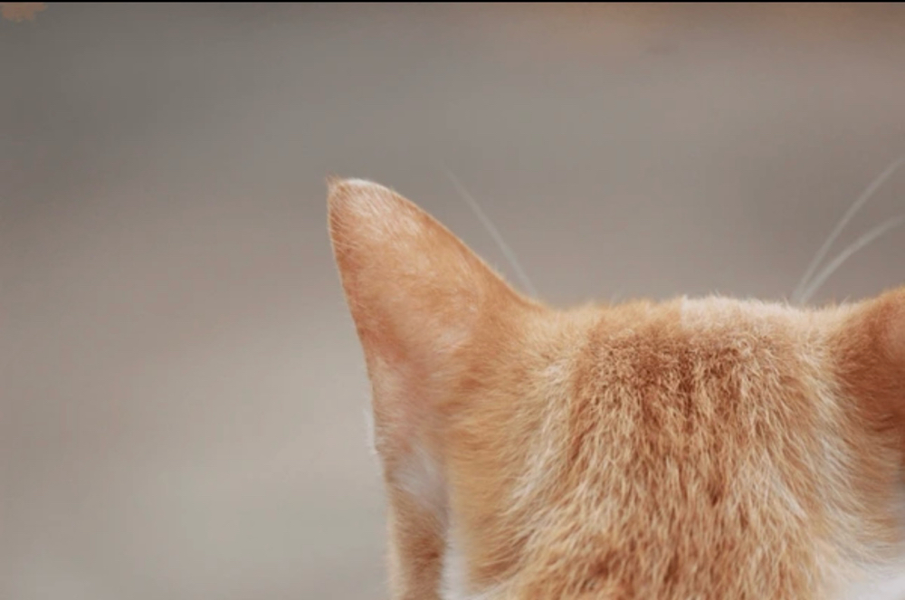 Ear cleanings at Tidy Toes Pet Care LLC in Dianavc, DC