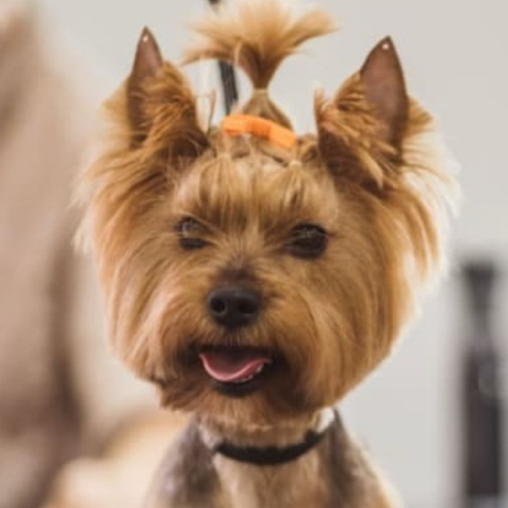 Full Groom| Second Small Dog at Paw Spa by Allison in Mt. Carroll, IL