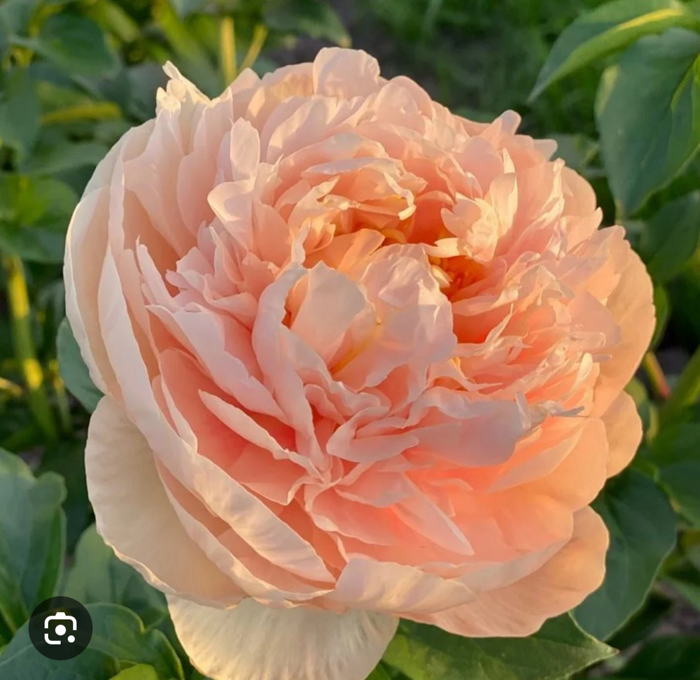 Peony Package
