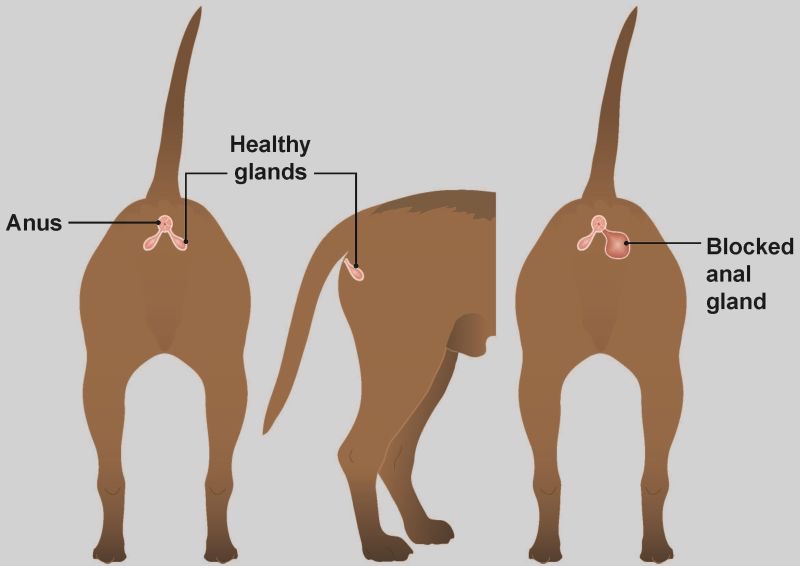 Add On~ Anal Gland Expression