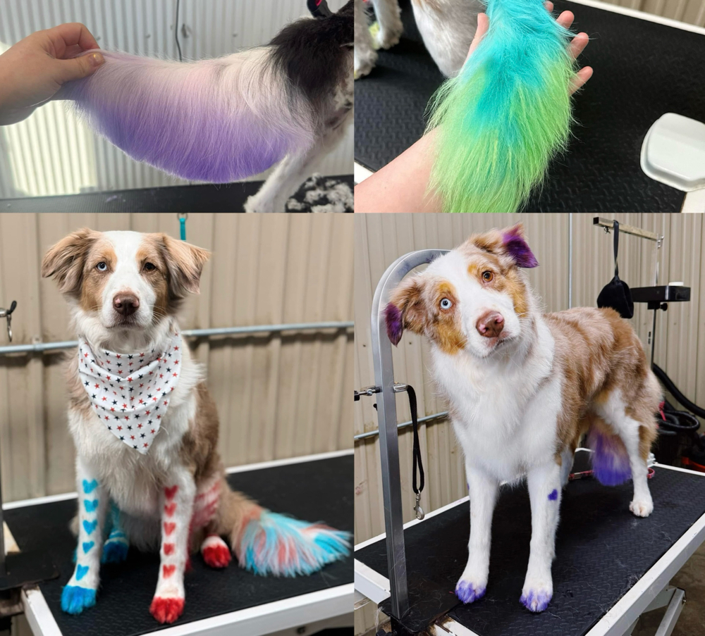 ADD ON-Pet-safe Hair Coloring🎨 at Fur North Pet Spa in Minnesota, MN