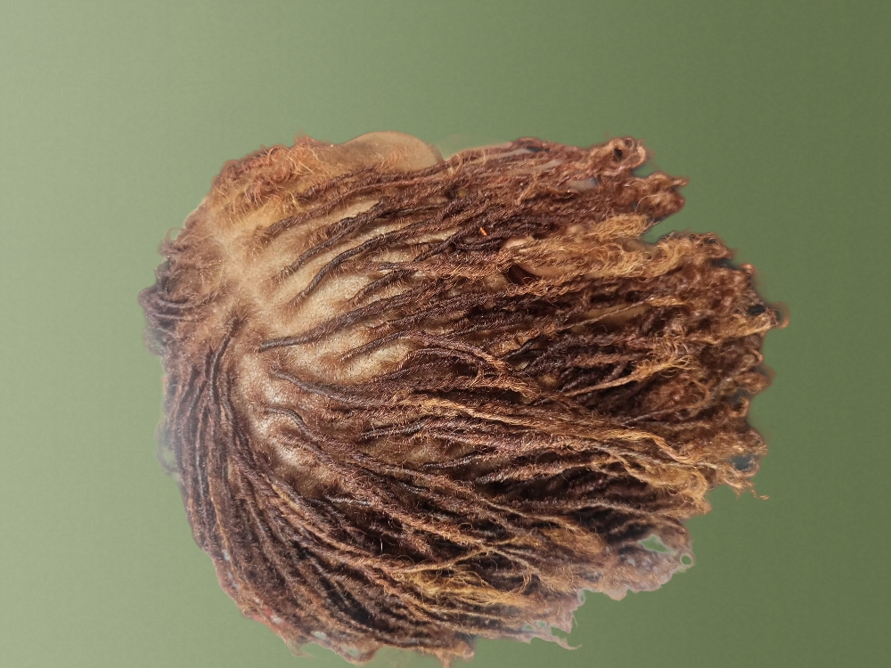 Micro Locs (Half Head)