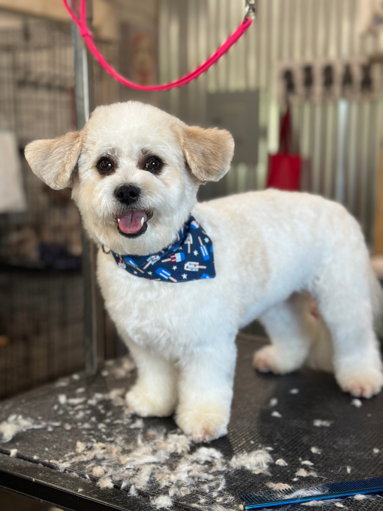 Comb Cut Small Pup