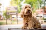 Cockapoo Bath