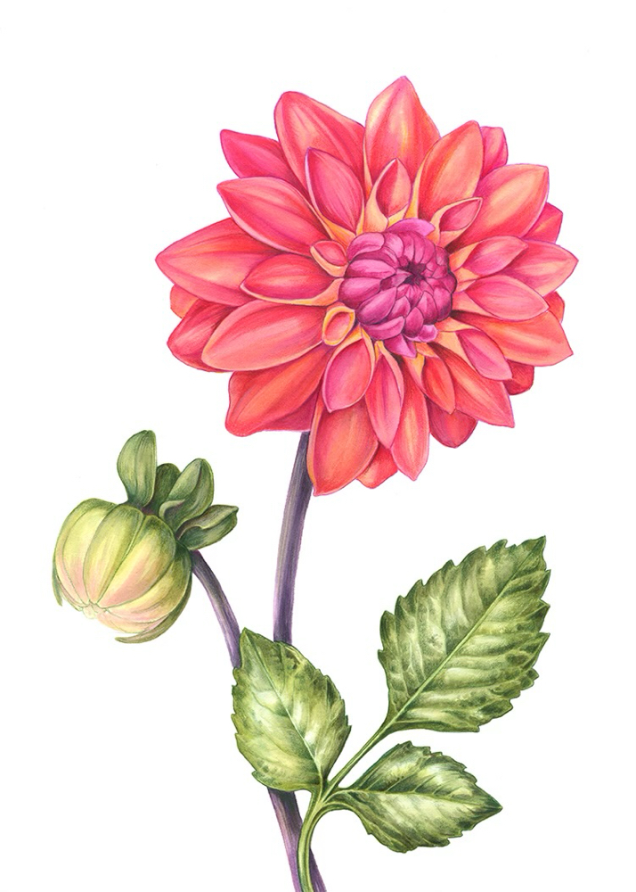 Full Face Wax at Saddle Up Waxing in Burley, ID