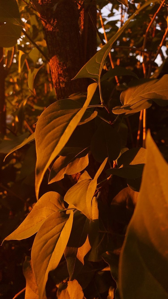 Braids at Hair by Shania.Sian in Hauppauge, NY