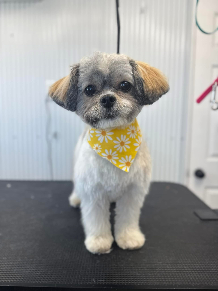 SMALL- Clip-down(5-20lbs)✂️ at Fur North Pet Spa in Minnesota, MN