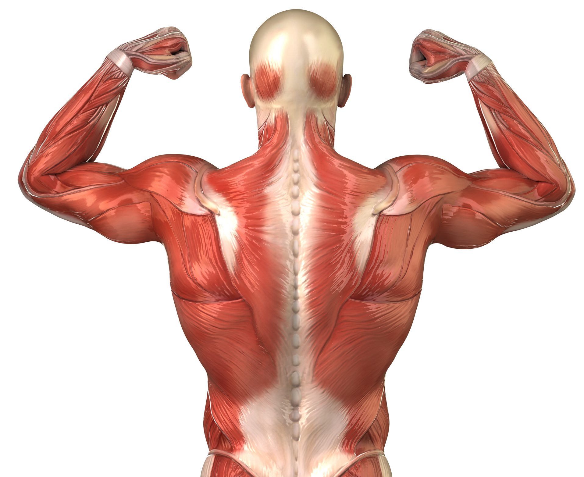 Ibutamoren-Muscle Growth/Anti-Aging