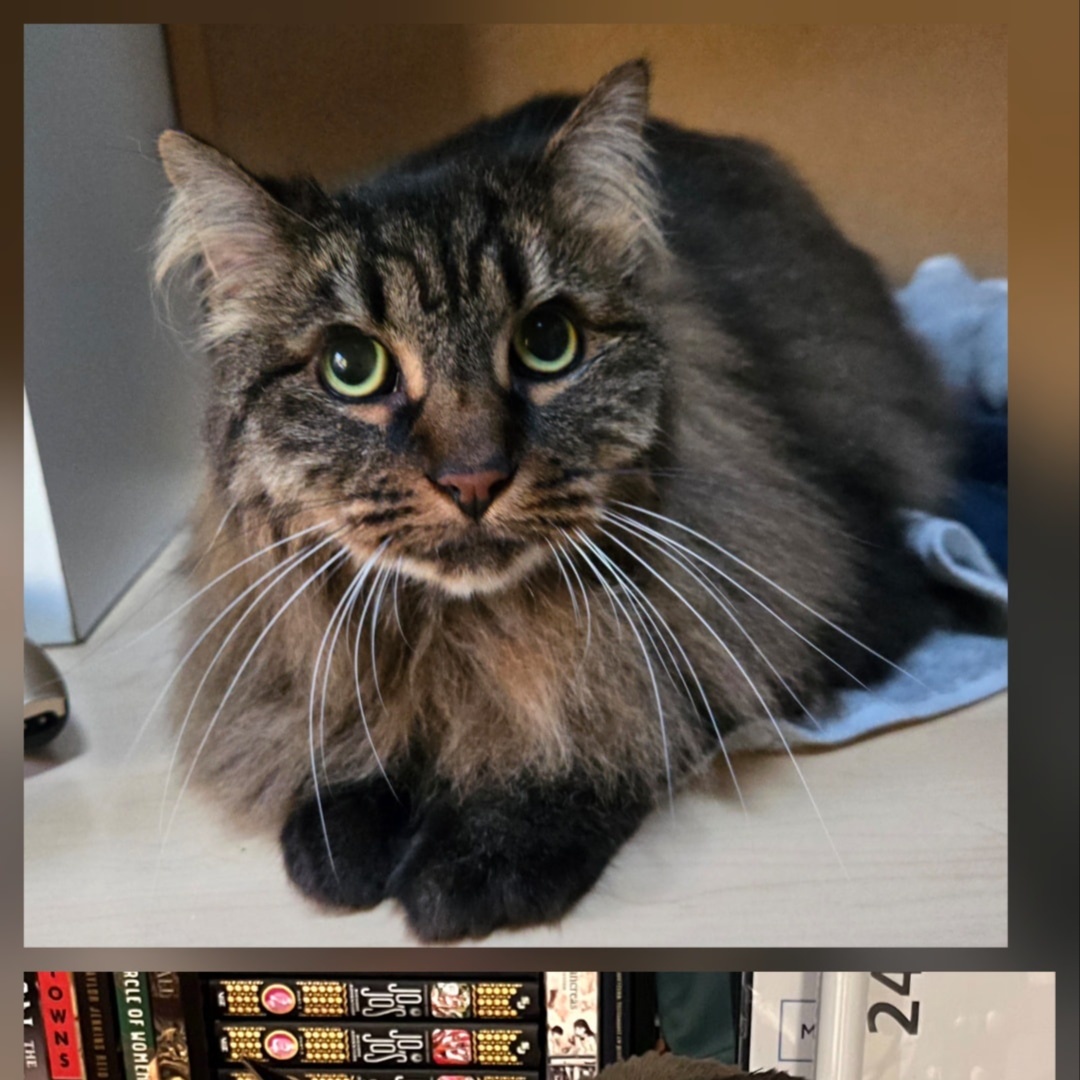 Cat Hair Cut at Tuolumne Tails Grooming in Tuolumne, CA