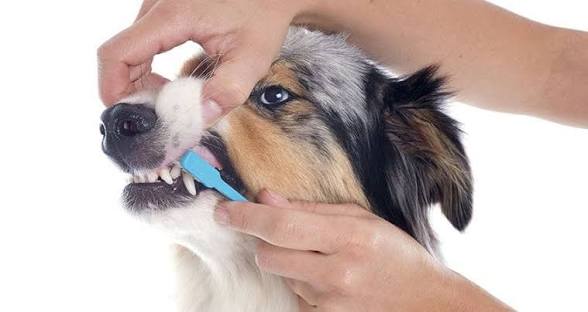 Teeth Brushing Treatment