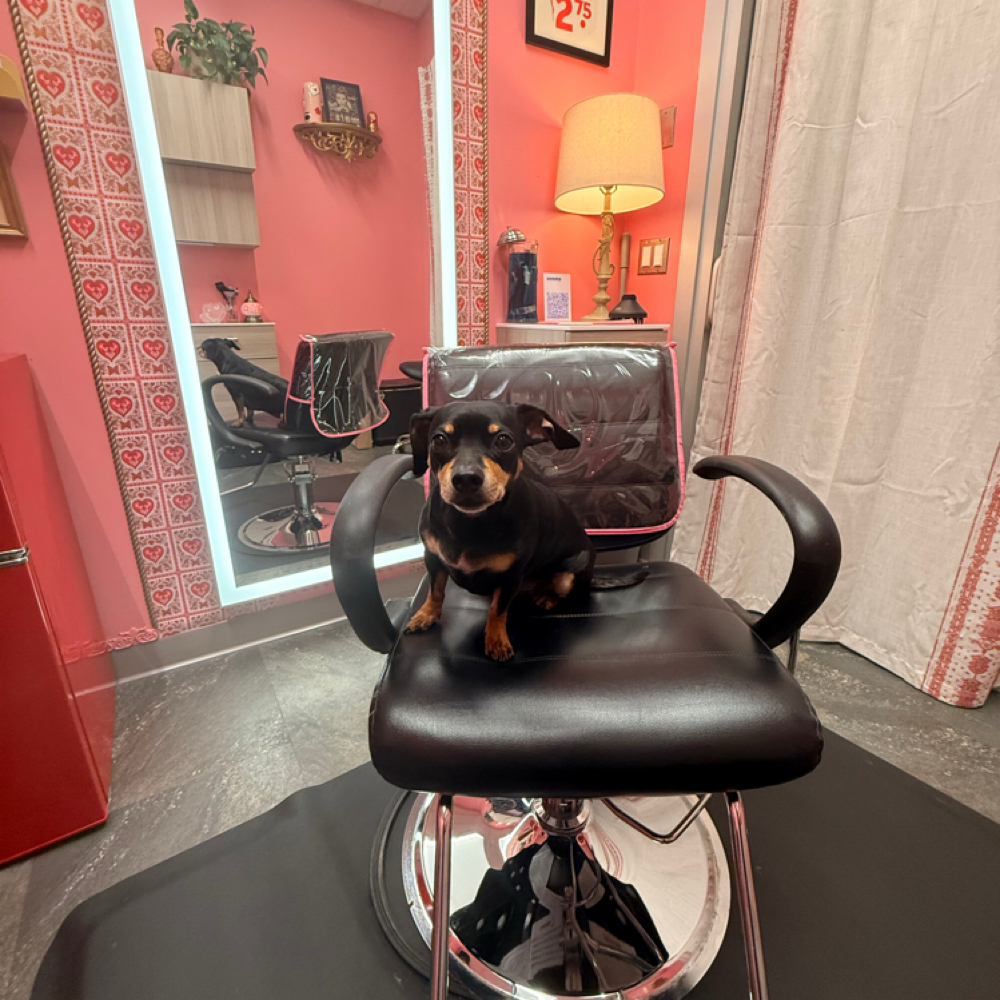 Hair Insurance (2 Week Follow Up) at IDK My BFF Tiggz in Portland, OR