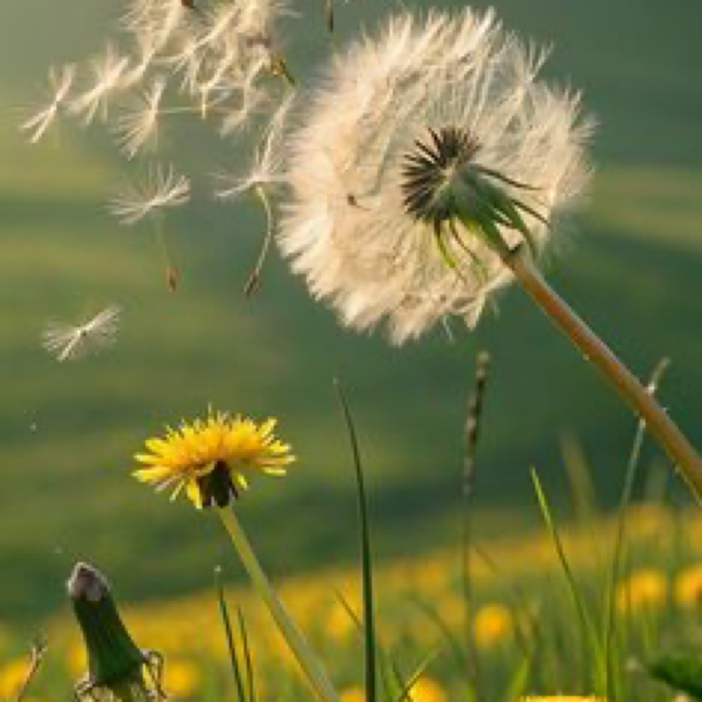 Alchemy Spring Reset Ritual at Angela's Alchemy in Terrell, TX