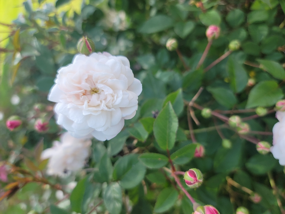 Energy Medicine Session- 60 Minutes