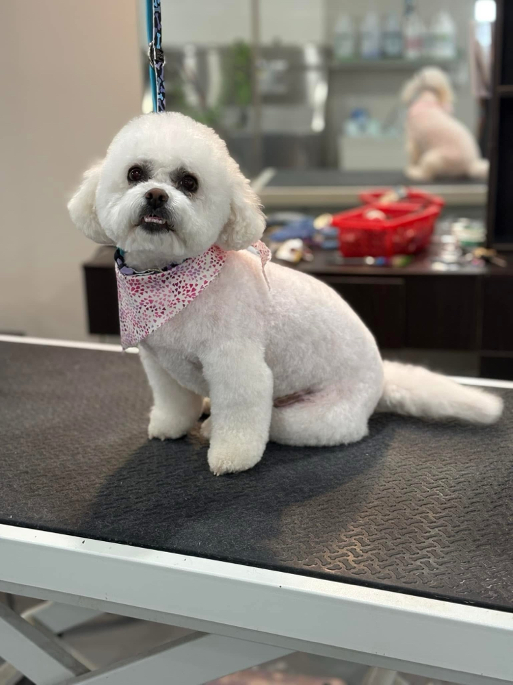 Full Groom