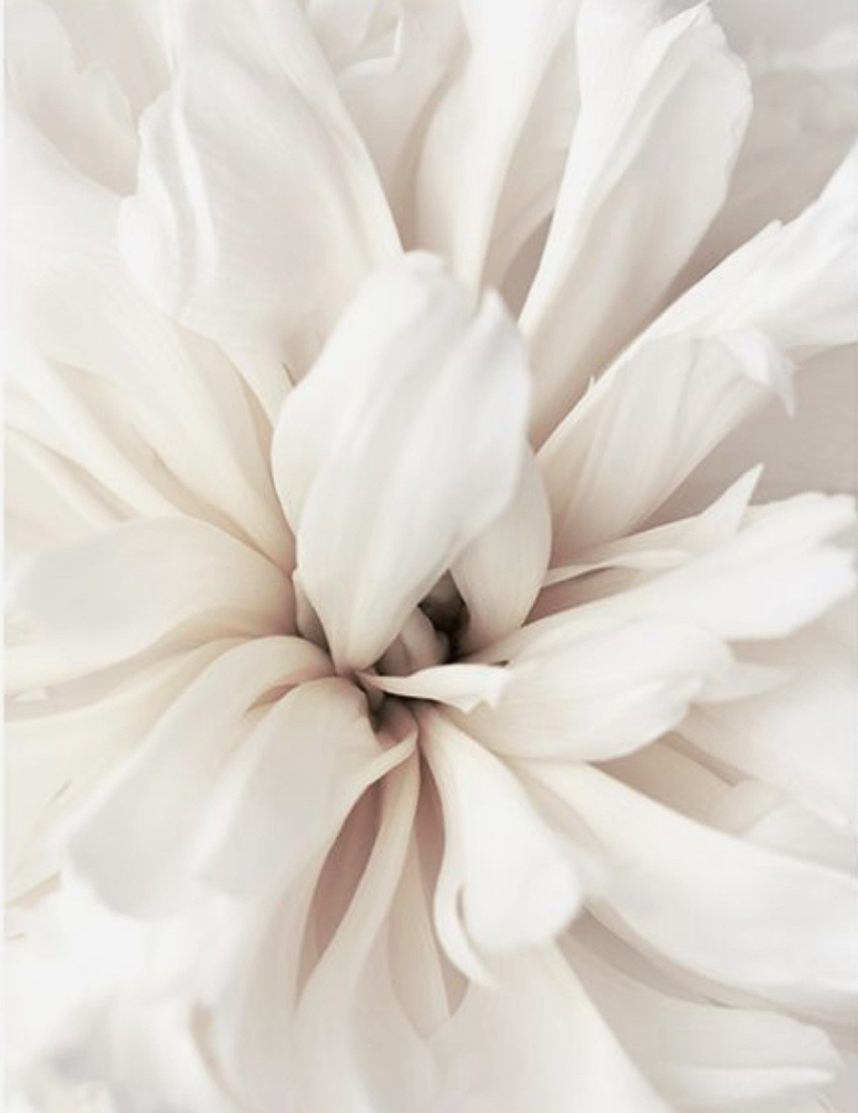Blossom Package