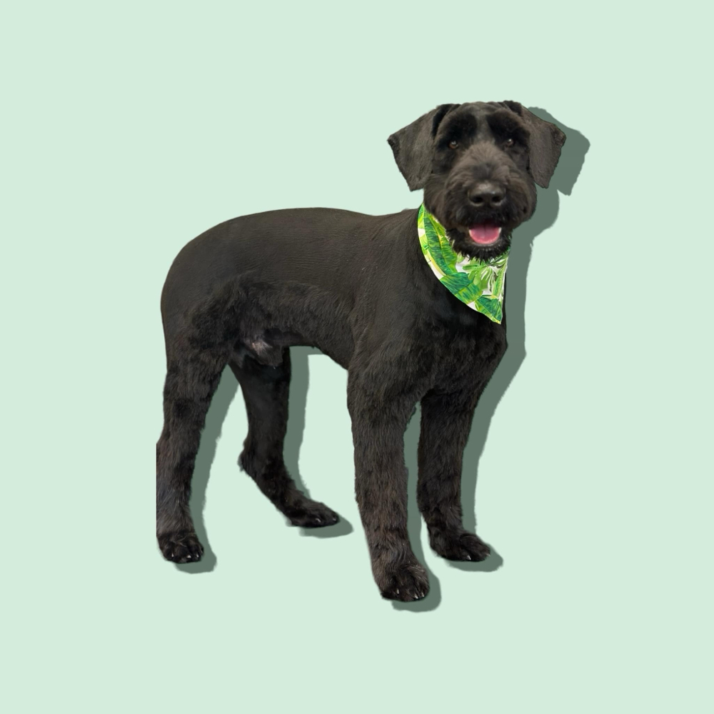 Giant Schnauzer