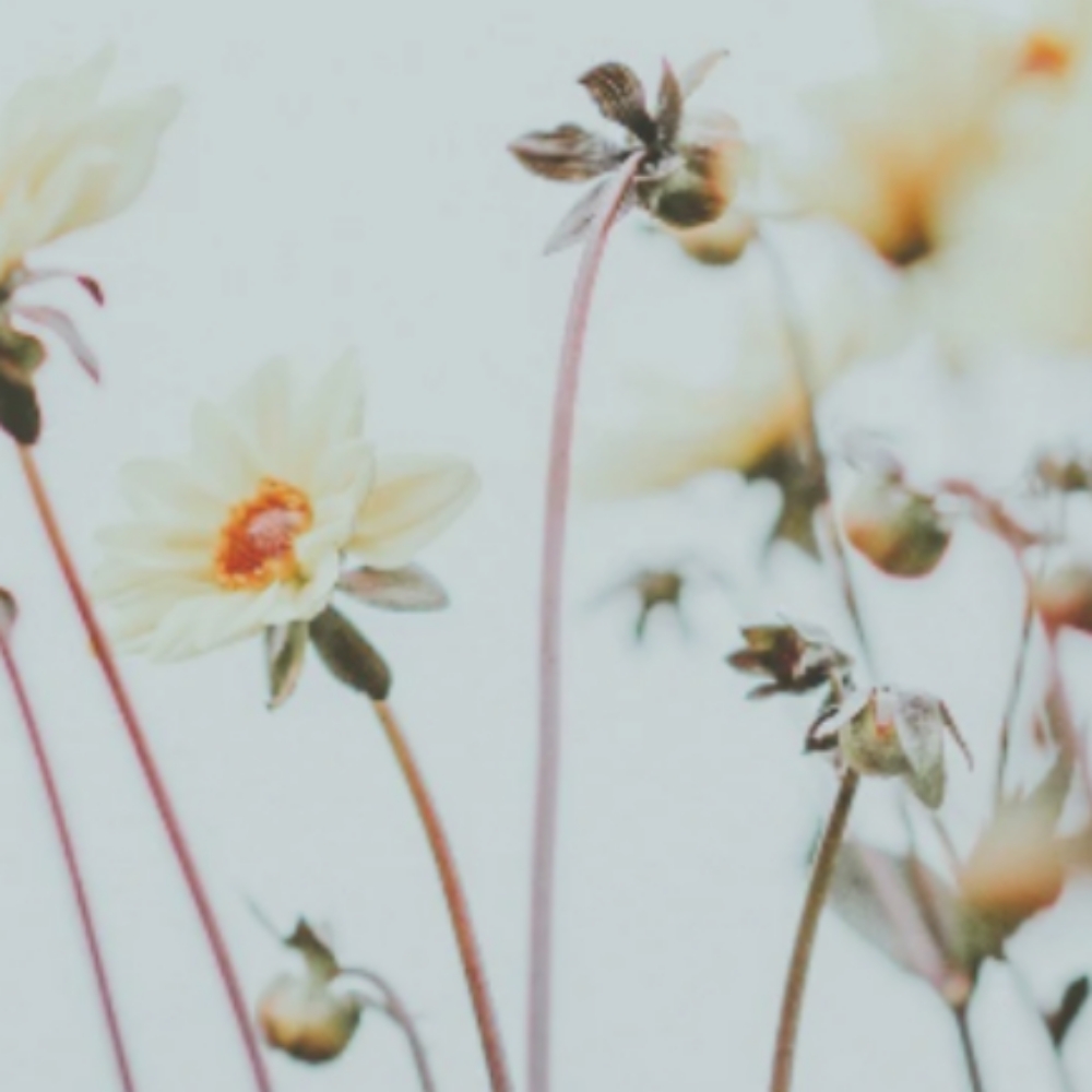 Consultation at Oxford&Mane in Oxford, NC