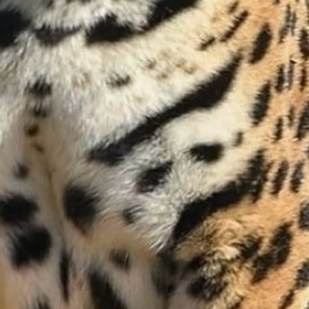Just A Nail Fix at Panthera Clawed in Portland, OR
