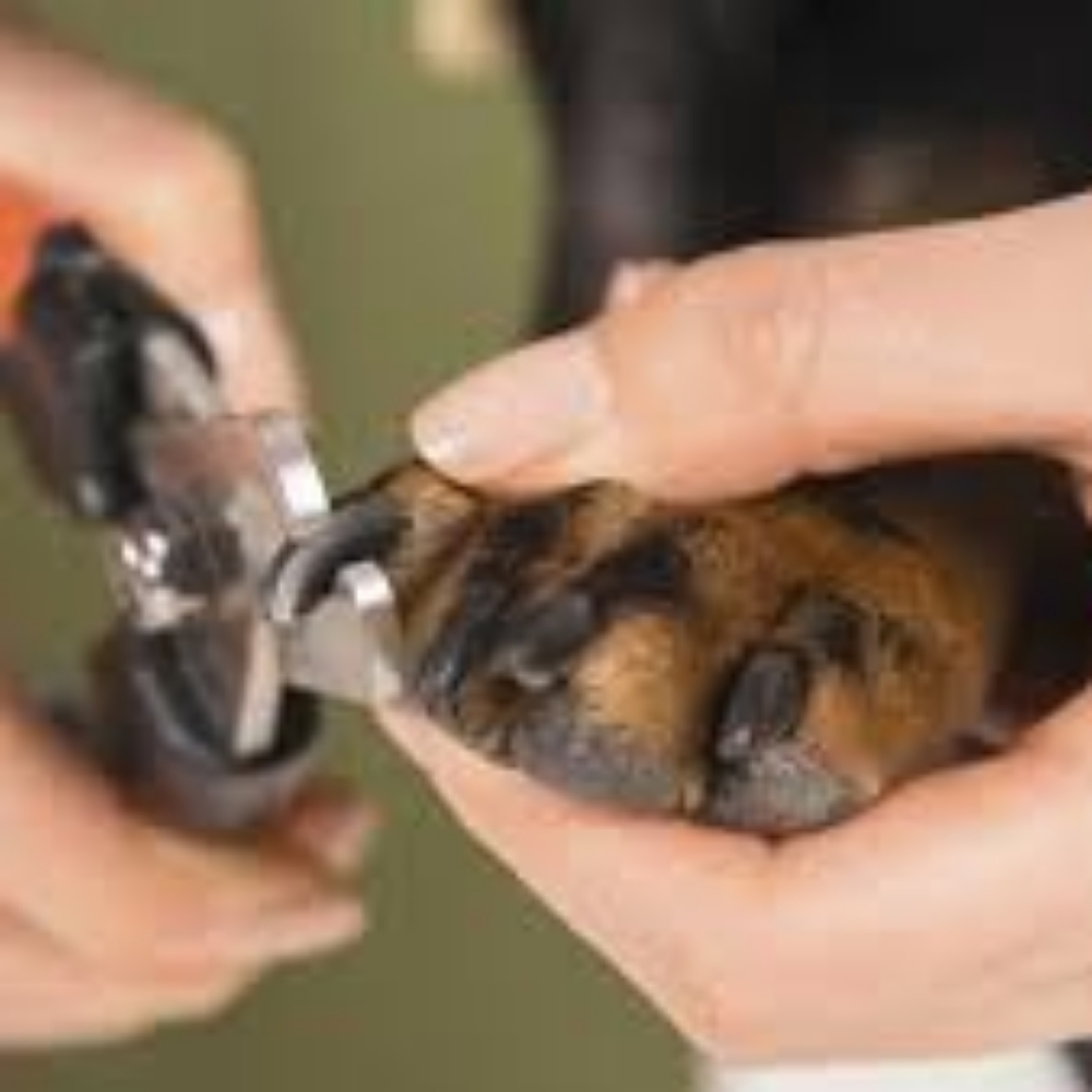 Nail Trimming at Glamour Grooming And Boarding in Memphis, TN