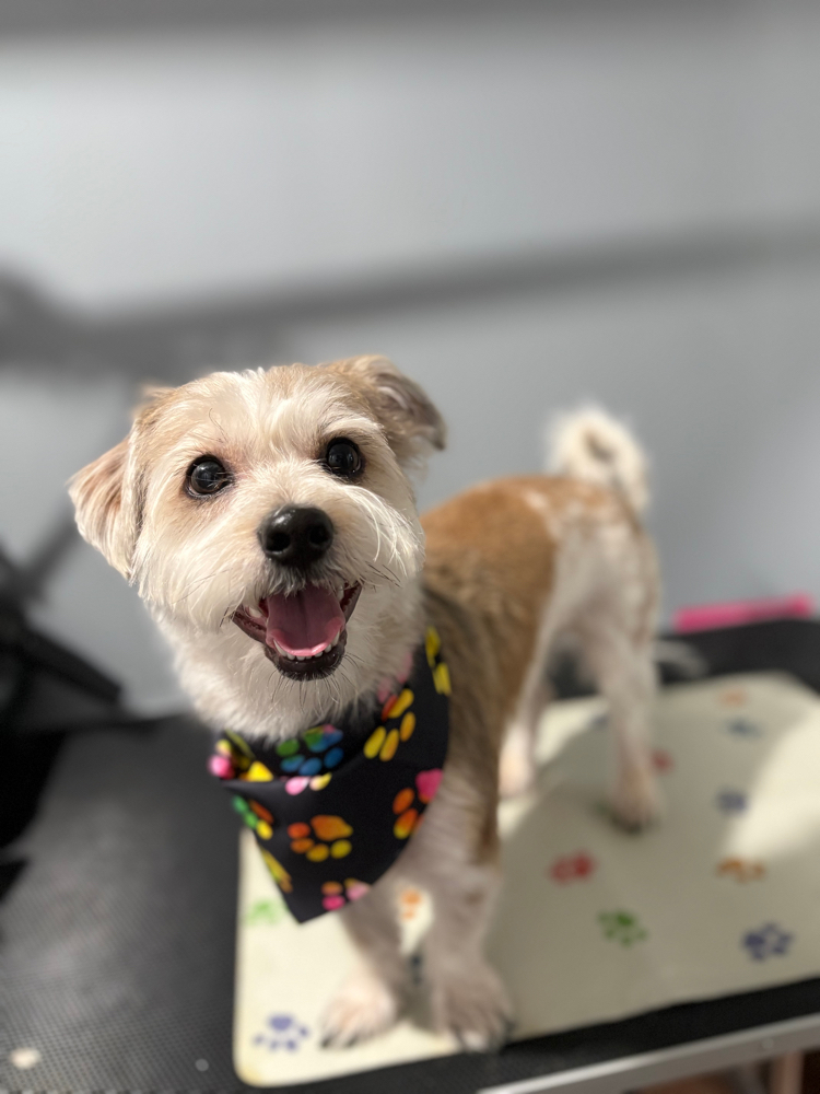 Wash & Haircut