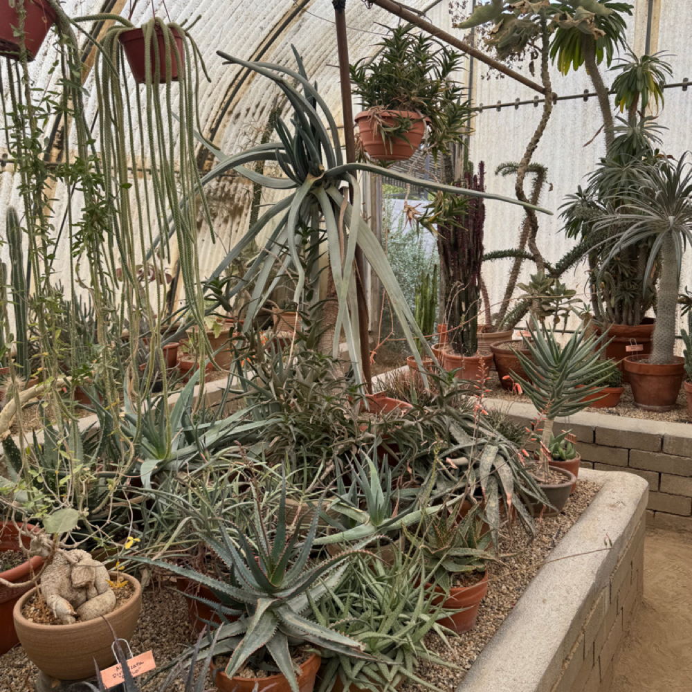 Partial Foil at Indigo Salon @ Beaumont in Lexington, KY