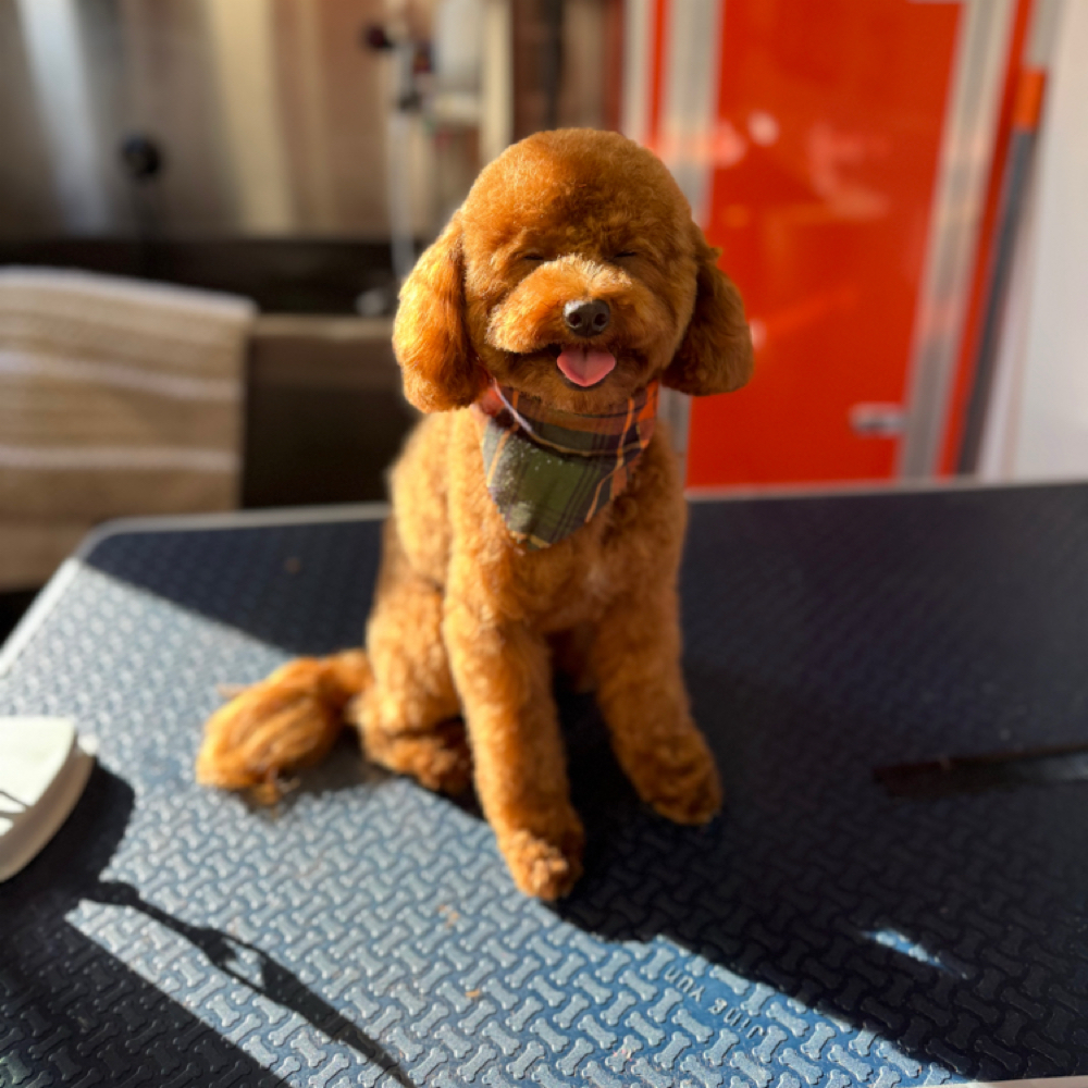 Luxury Full Groom - Curly Coat at Pawz On Point Mobile Dog Grooming in Washington, NJ
