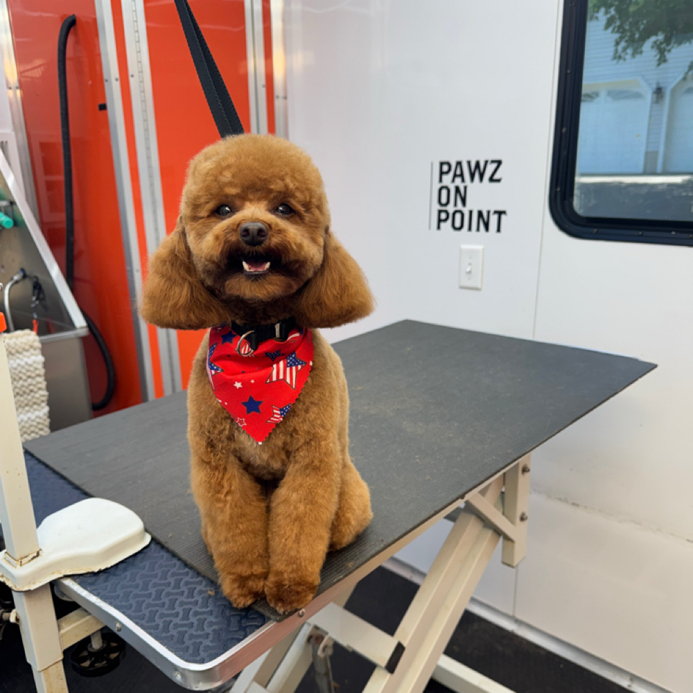 Luxury Full Groom - Curly Coat at Pawz On Point Mobile Dog Grooming in Beavercreek, OH