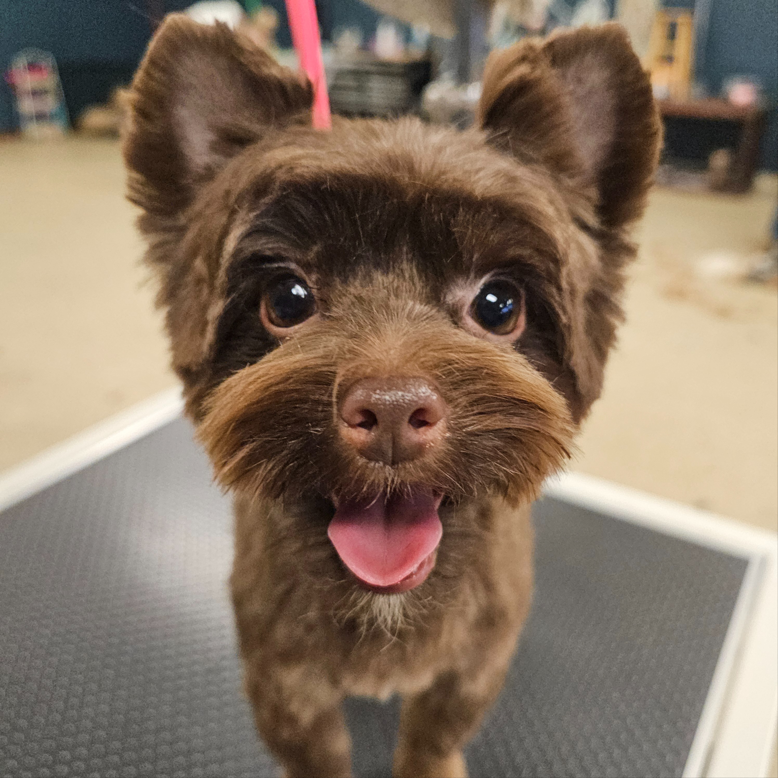 Face, Feet and Tail at The Barkside Groomery in Georgetown, KY
