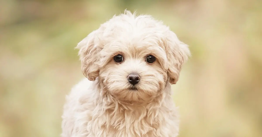 Maltipoo Bath