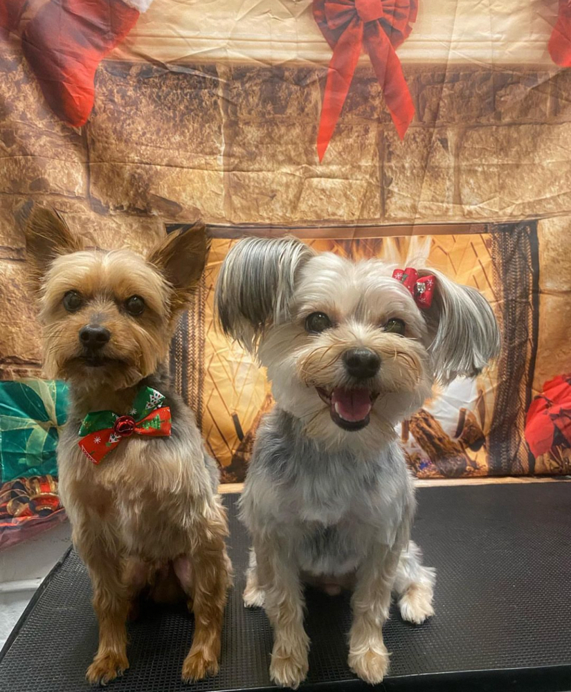 2 Small Full Grooms