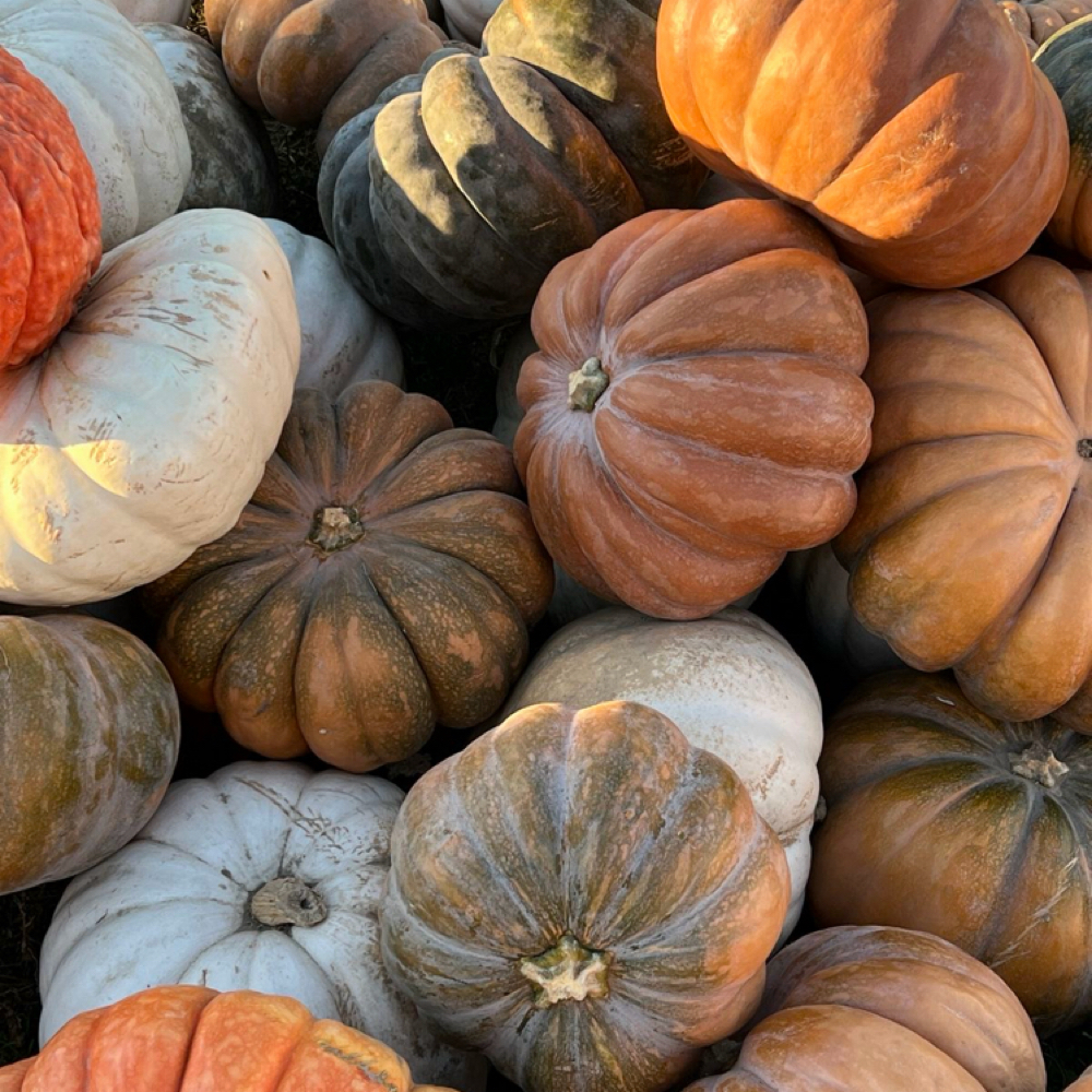 Pumpkin Vanilla Glow at gmskin in Bakersfield, CA