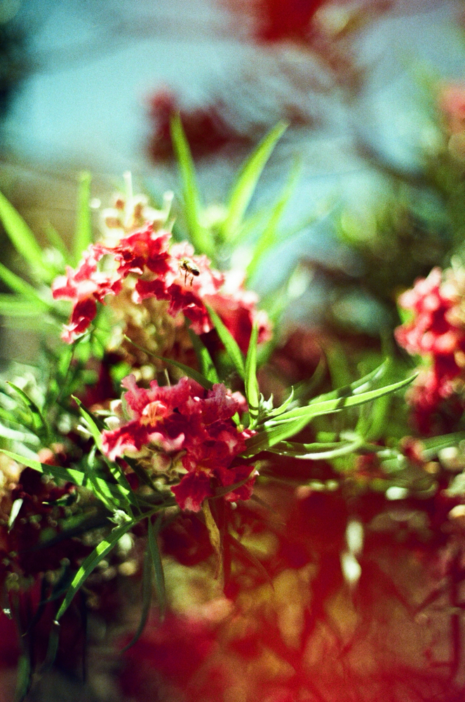 Custom Full Head Lightening