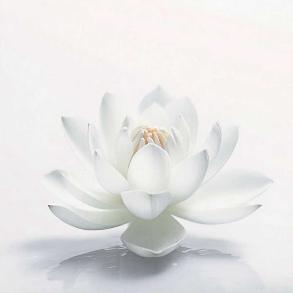 SIGNATURE SCULPT at FreeSpirit Holistic Harmony in Venice, FL