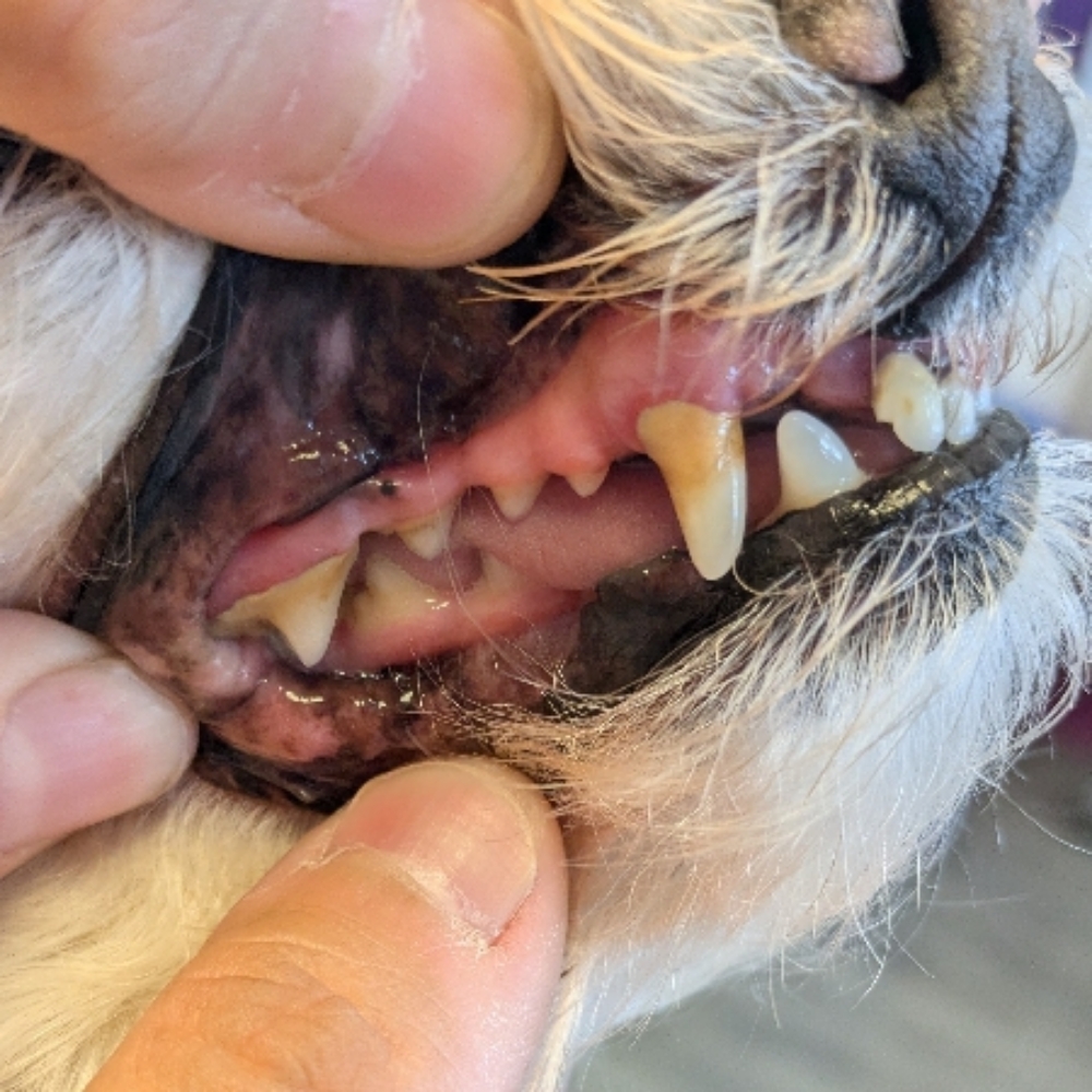Small Dog Light Teeth Cleaning at Sparkling Smiles Doggy Dental Cleaning LLC in Tucson, AZ