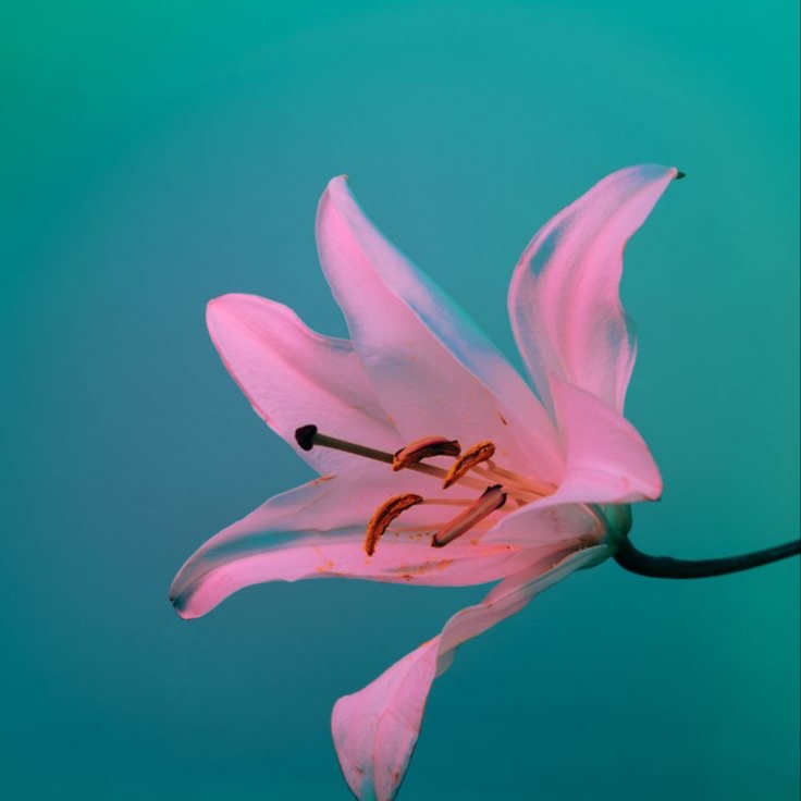 lymphatic drainage- 60 minute at Florezco Bodywork in phoenix, AZ