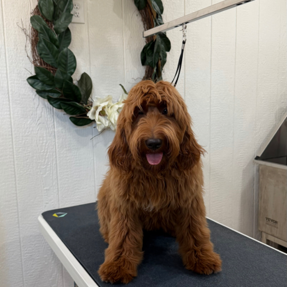 Doodle Long/Dense Coat Blow out at Wagnolia Grooming Studio in Weslaco, TX